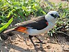 White and black bird with orange tail on the ground