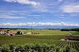 Vue sur le vignoble de Duillier.