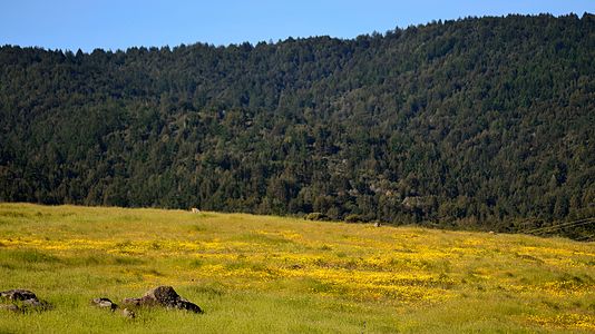 Springtime fields of color