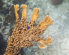 Elkhorn coral