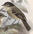 Empidonax atriceps