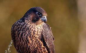 Șoim călător (Falco peregrinus)