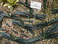 Gasteria armstrongii