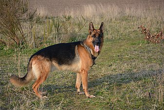 Saddle black-and-tan coat