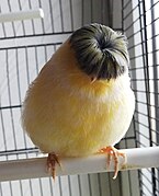 Canari de race Gloster, variété Corona, panaché