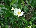 Gordonia lasianthus or Loblolly-bay beginning to bloom, Leon Co. Florida.