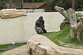 Gorille mâle (Gorilla gorilla) (Zoo de la Palmyre)-2006