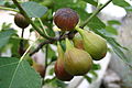 Figues