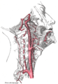 Arterias del cuello. Las carótidas internas nacen de las dos carótidas comunes, señaladas en el dibujo como Common caroti.