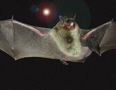 Myotis grisescens