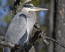 A great blue heron perched on a tree branch