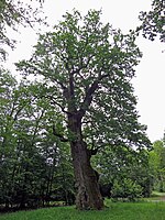 Eiche (Quercus)