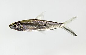 Hemiodus unimaculatus