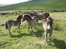Four small grey ponies in a grassy field.