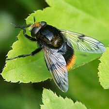 Volucella bombylans var. bombylans female