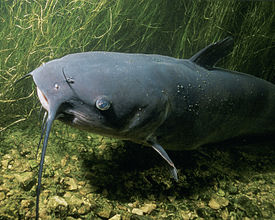 Канальный сомик (Ictalurus punctatus)