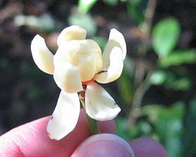 flor de Idiospermum australiense