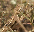 Female in Krishna Wildlife Sanctuary, Andhra Pradesh, India.