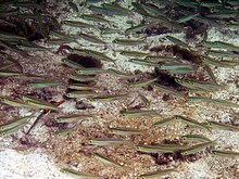 A large group of fish are seen swimming in water.