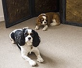 Tri-colour and Blenheim Cavalier King Charles Spaniels