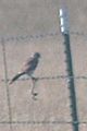 American Kestrel with snake, Las Vegas National Wildlife Refuge. Ophiophagy needed a picture.