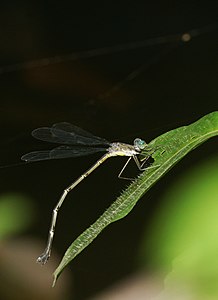 female