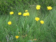 Liondent des Pyrénées.