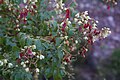 Lophostigma plumosum