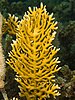 The sea ginger (Millepora alcicornis)