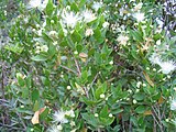 Sardinian Myrtus