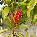 Inflorescence de Byrsonima crassifolia à Mérida (Yucatán, Mexique)