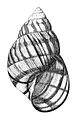 Orthalicus reses, a species of snail, the type genus of the Orthalicidae from Binney, 1878.