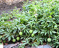 Maypop (Passiflora incarnata)