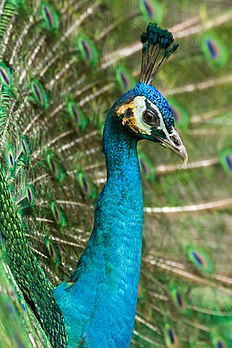 Un Paon bleu (Pavo cristatus) faisant la roue. (définition réelle 1 867 × 2 800)