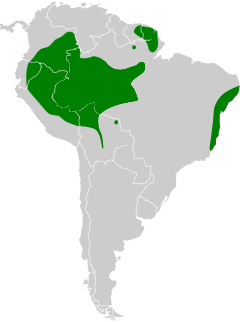 Distribuição do rabo-branco-do-bico-grande