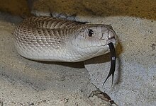 A photo of a snake with its forked, black tongue sticking out. The snake is tan on top, which fades to white along its side until its belly, which is white.