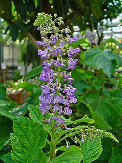 Pensasliisukka (Plectranthus fruticosus)