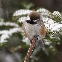 A boreal chickadee perched on an upward tree branch in front of snowy pine branches