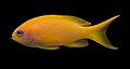 Anthias-dourado (Pseudanthias squamipinnis)