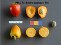 Chontaduro fruit (Bactris gasipaes)