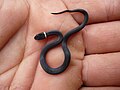 Newly hatched ring-necked snake, Missouri Ozarks.