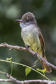 Rufous-tailed flycatcher Myiarchus validus Jamaica