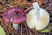 Cap, gills and stipe