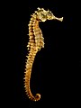 Skeleton of a seahorse