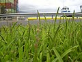 St. Augustine grass (Stenotaphrum secundatum)