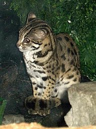 Leopard cat