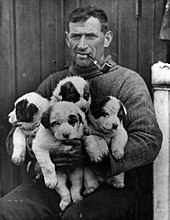 Man, sitting, wearing heavy winter clothes. He has a pipe in his mouth and is holding four sled dog puppiess.