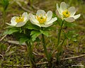 Trollius albiflonusの花と葉