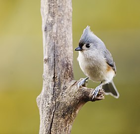 Baeolophus bicolor בפארק