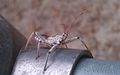 Older nymph walking atop a fence